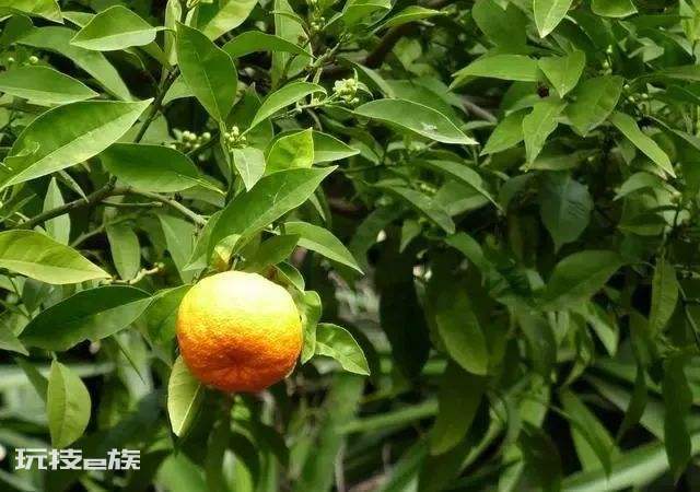 宜昌特产有哪些土特产(湖北宜昌的十大特产详细介绍)-图片10